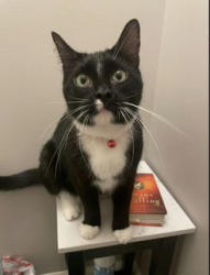 Lost Male Cat last seen Altmonte apmts, fuqua, Houston, TX 77089