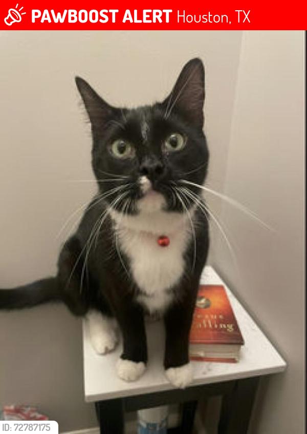 Lost Male Cat last seen Altmonte apmts, fuqua, Houston, TX 77089