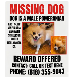 Lost Male Dog last seen Vineland & Vanowen , Los Angeles, CA 91606