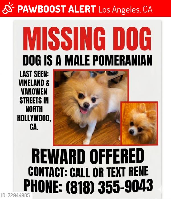 Lost Male Dog last seen Vineland & Vanowen , Los Angeles, CA 91606