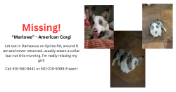 Reunited Female Dog last seen chasing horses, Damascus, AR 72039
