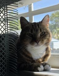 Reunited Female Cat last seen Near Orkney Avenue North , St. Petersburg, FL 33709