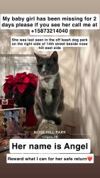 Lost Female Cat last seen Right side of 14th street at nose hill off leash dog park towards beddington, Calgary, AB T2K 4V4