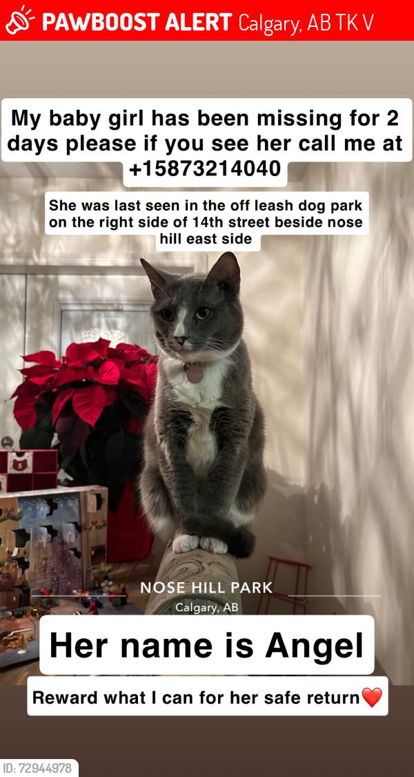 Lost Female Cat last seen Right side of 14th street at nose hill off leash dog park towards beddington, Calgary, AB T2K 4V4
