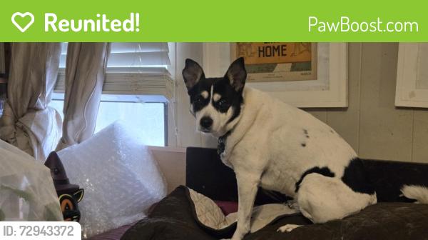 Reunited Female Dog last seen State hwy 110 and CR 1995 carroll/Lindale Tx, Lindale, TX 75771