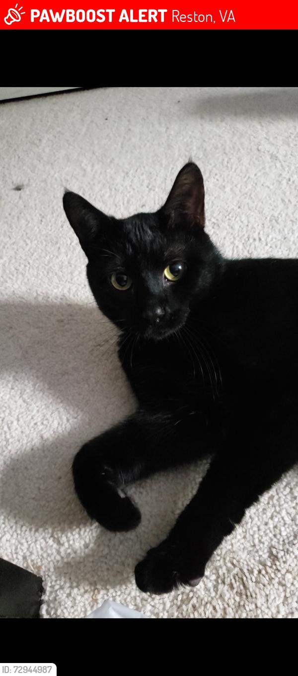 Lost Male Cat last seen Charterhouse Cr and Dunlop ct, Reston, VA 20191