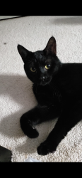 Lost Male Cat last seen Charterhouse Cr and Dunlop ct, Reston, VA 20191