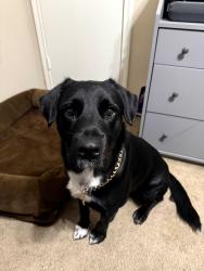 Lost Male Dog last seen Near glenmorris dr, Houston, TX 77084