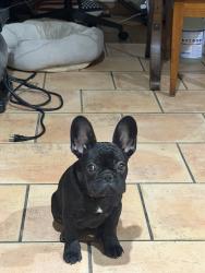 Lost Female Dog last seen Near s water , Las Cruces, NM 88001