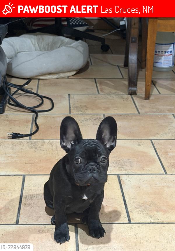 Lost Female Dog last seen Near s water , Las Cruces, NM 88001