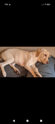 Lost Female Dog last seen Near tree bend ln , Plantersville, TX 77363