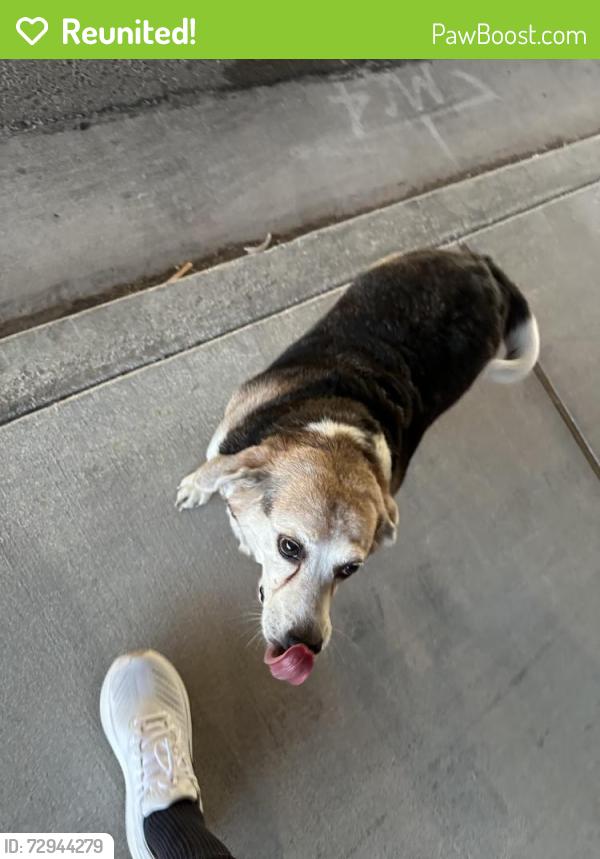 Reunited Male Dog last seen Chaparral High school , Las Vegas, NV 89121