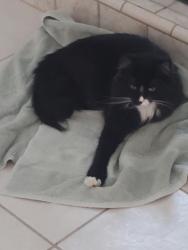 Reunited Female Cat last seen Litt, Hillglen, Kee Lane, Modesto, CA 95355
