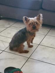 Reunited Male Dog last seen Nellis and stewart, Las Vegas, NV 89110