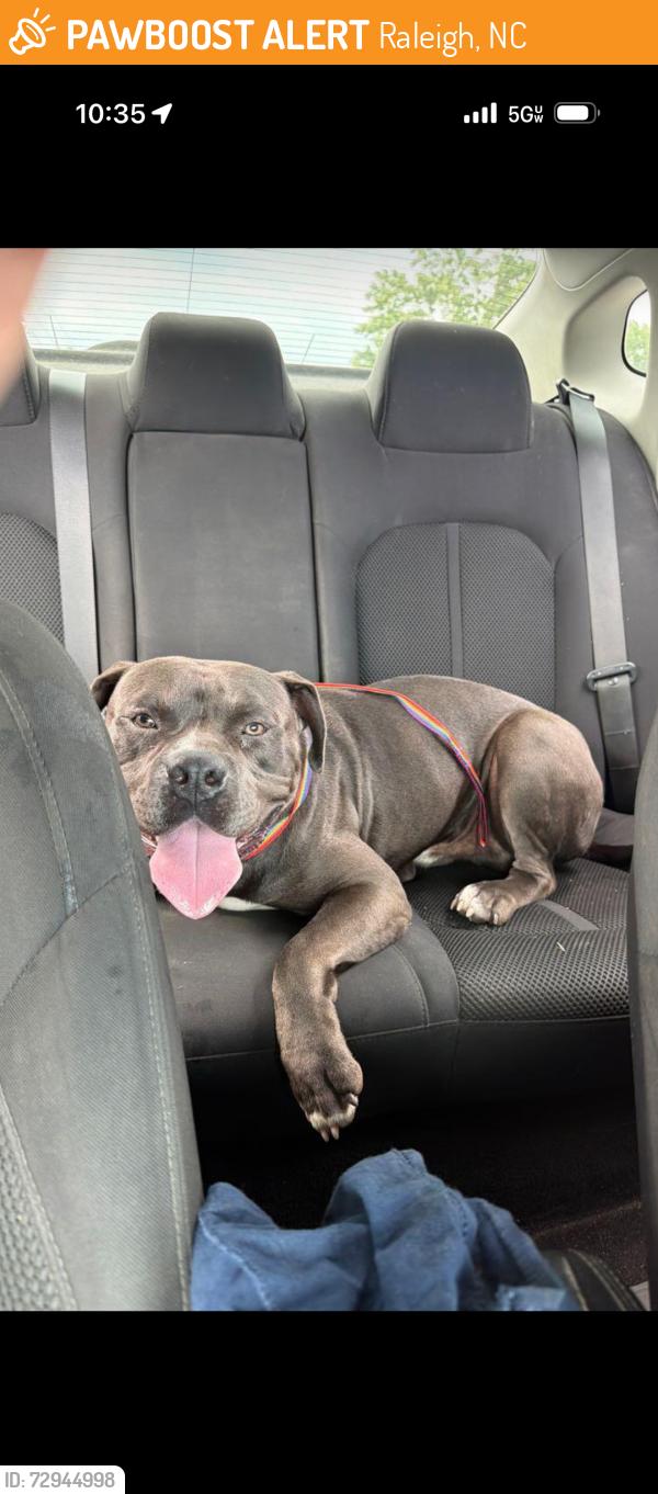 Found/Stray Male Dog last seen Marathon, Raleigh, NC 27605