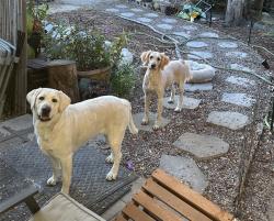 Reunited Female Dog last seen Oak Grove/Wiota, Los Angeles, CA 90041