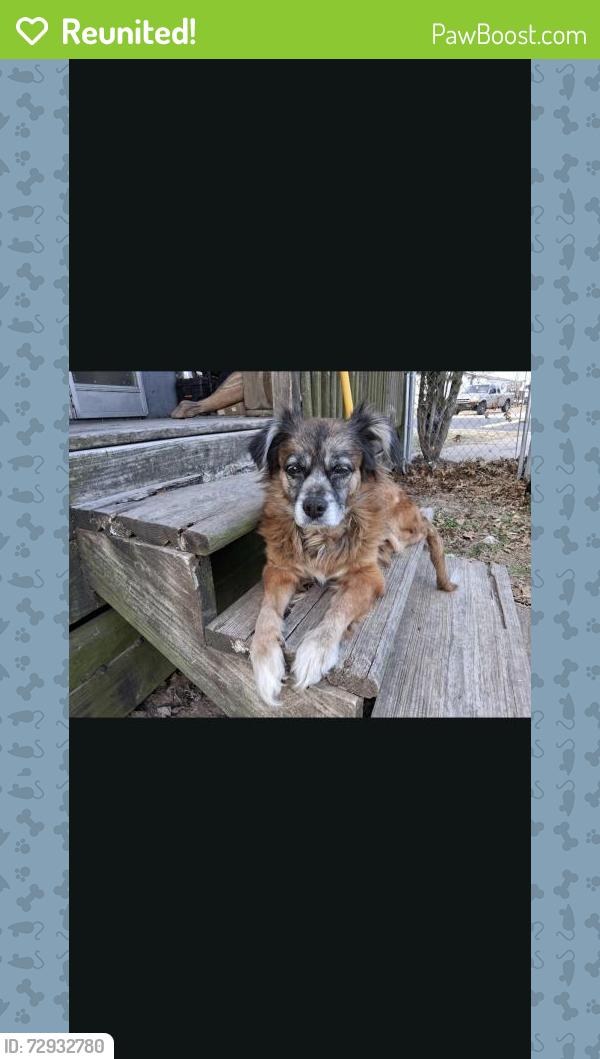Reunited Female Dog last seen 166th and Memorial , Bixby, OK 74008
