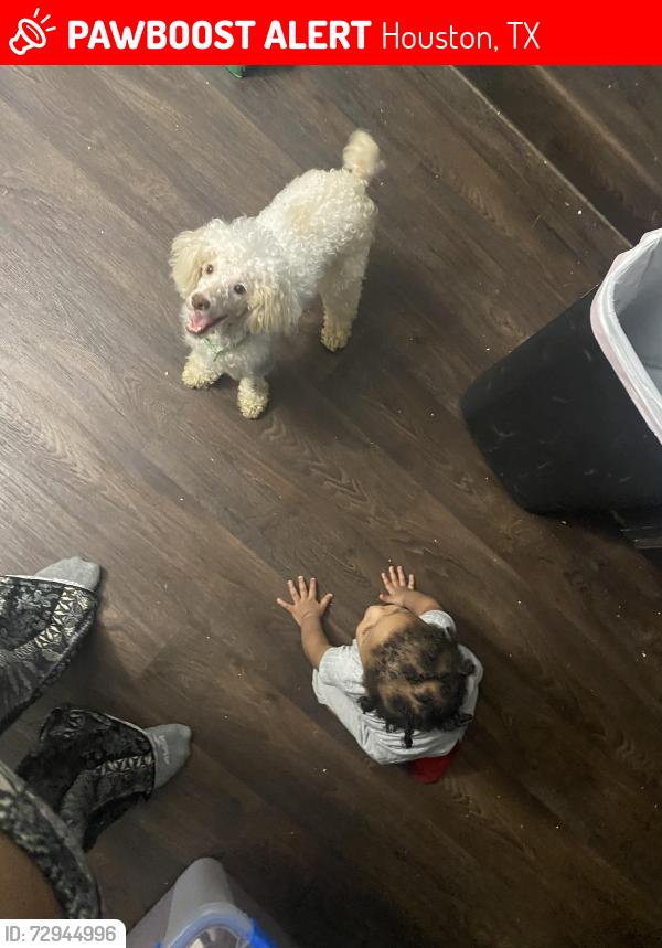 Lost Male Dog last seen Near , Houston, TX 77073