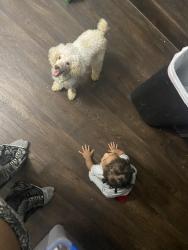 Lost Male Dog last seen Near , Houston, TX 77073