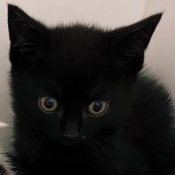 Shelter Stray Male Cat last seen , Philadelphia, PA 19140