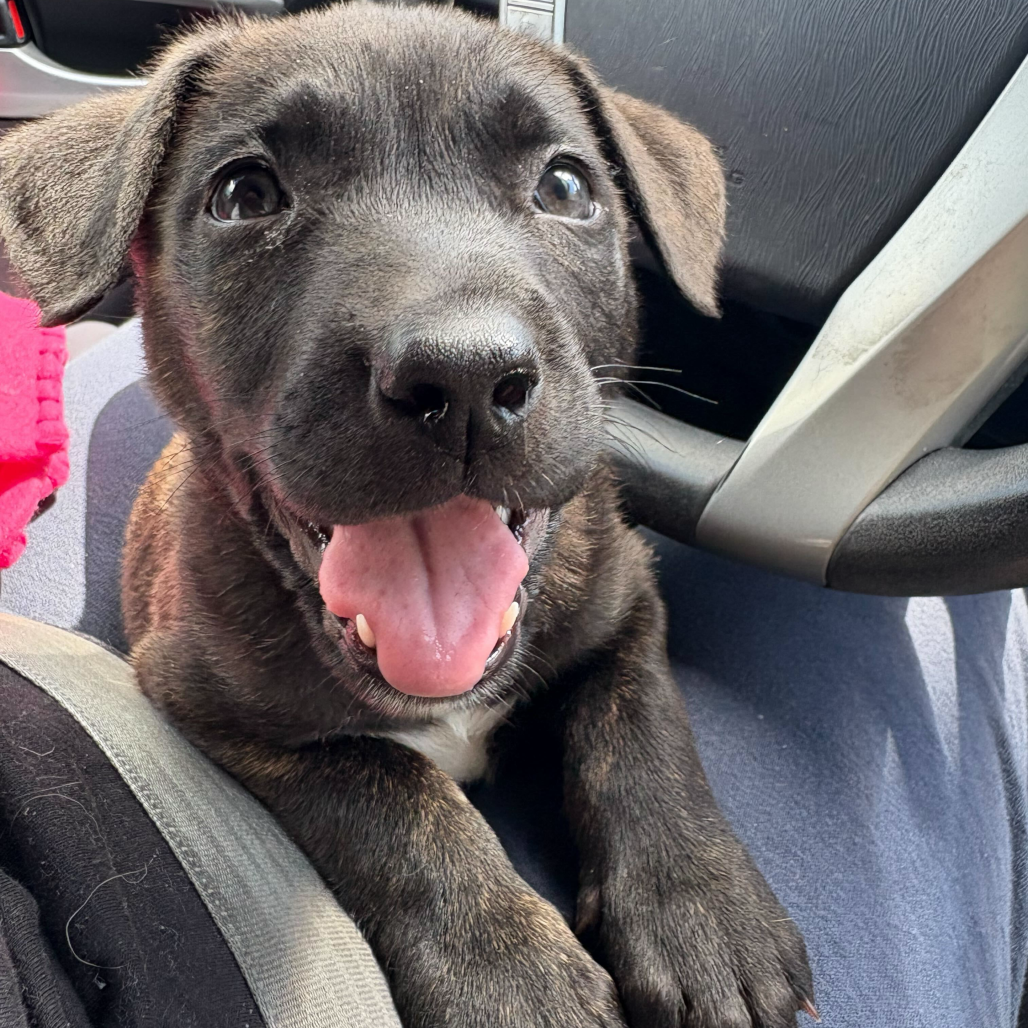 Shelter Stray Female Dog last seen , 3612 11th Ave, Los Angeles, CA 90018, USA
