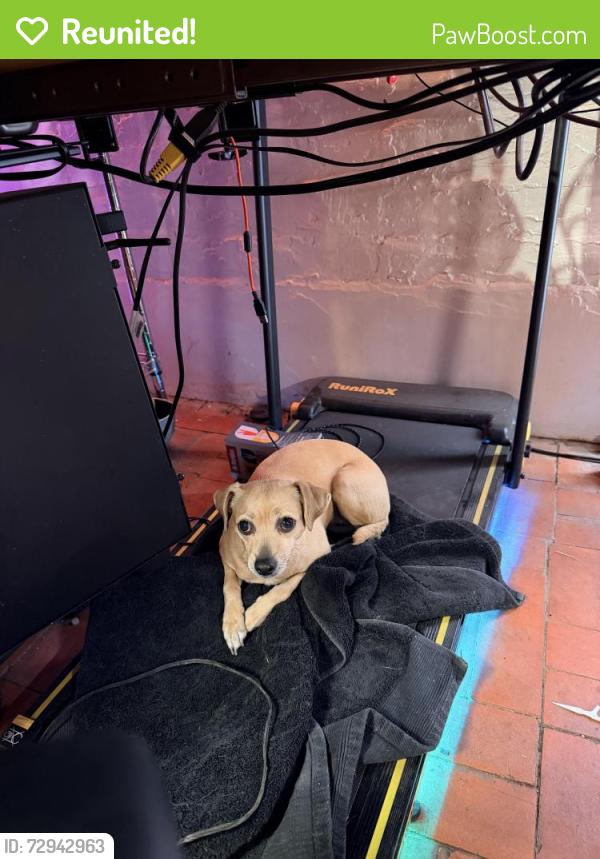 Reunited Female Dog last seen Carlisle & Candelaria, Albuquerque, NM 87110