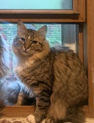 Reunited Male Cat last seen Alverno & Glenwood elementary , Greenfield, WI 53219
