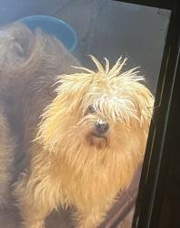 Reunited Female Dog last seen Rosemar st, laveer st, Thomas k finletter, Philadelphia, PA 19120