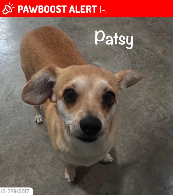 Lost Female Dog last seen I-35 and mockingbird , I-35,  67042