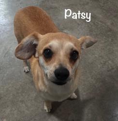 Lost Female Dog last seen I-35 and mockingbird , I-35,  67042