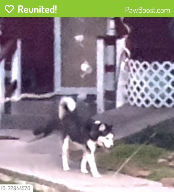 Reunited Male Dog last seen 39th Windsor Rd, Raytown, MO 64133