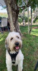 Reunited Male Dog last seen Verndale and Sharon Amity, Charlotte, NC 28212