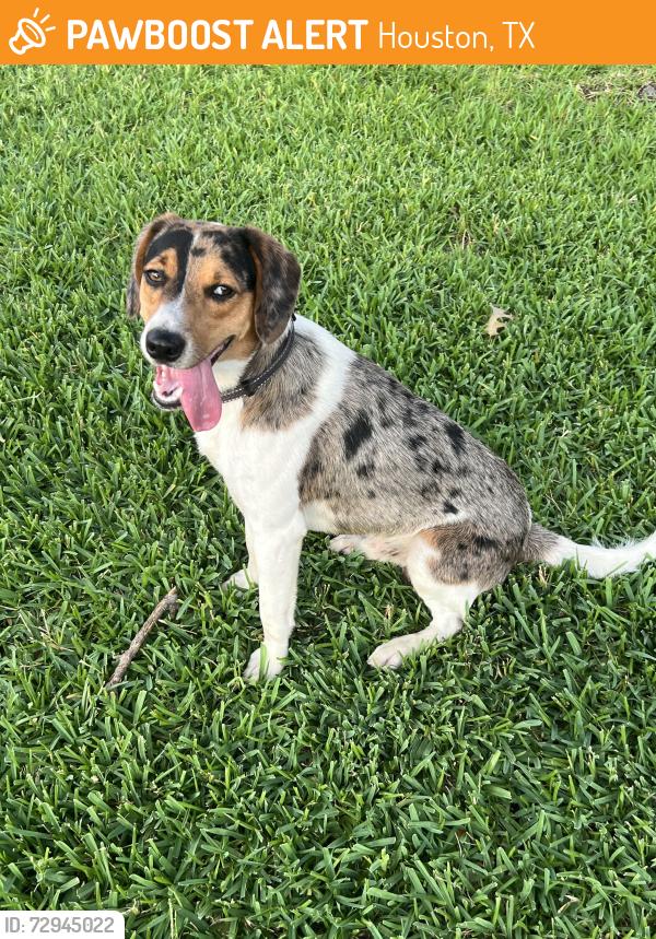 Found/Stray Male Dog last seen Mission bend , Houston, TX 77083