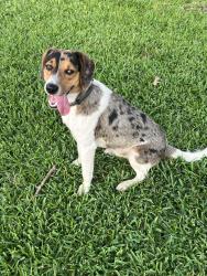 Found/Stray Male Dog last seen Mission bend , Houston, TX 77083