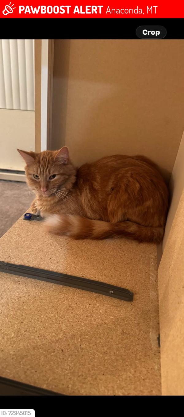 Lost Male Cat last seen Near dairy Queen on Park in Anaconda, Anaconda, MT 59711
