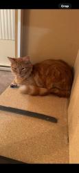 Lost Male Cat last seen Near dairy Queen on Park in Anaconda, Anaconda, MT 59711