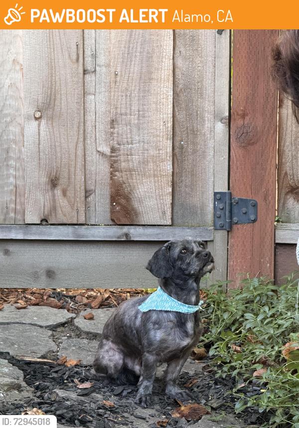 Found/Stray Male Dog last seen Stonegate and Livorna , Alamo, CA 94507