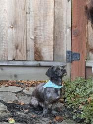 Found/Stray Male Dog last seen Stonegate and Livorna , Alamo, CA 94507