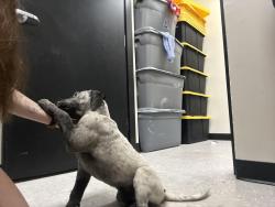 Found/Stray Male Dog last seen Plato’s Closet Collierville, Collierville, TN 38017