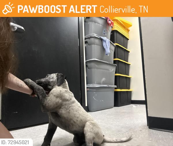 Found/Stray Male Dog last seen Plato’s Closet Collierville, Collierville, TN 38017