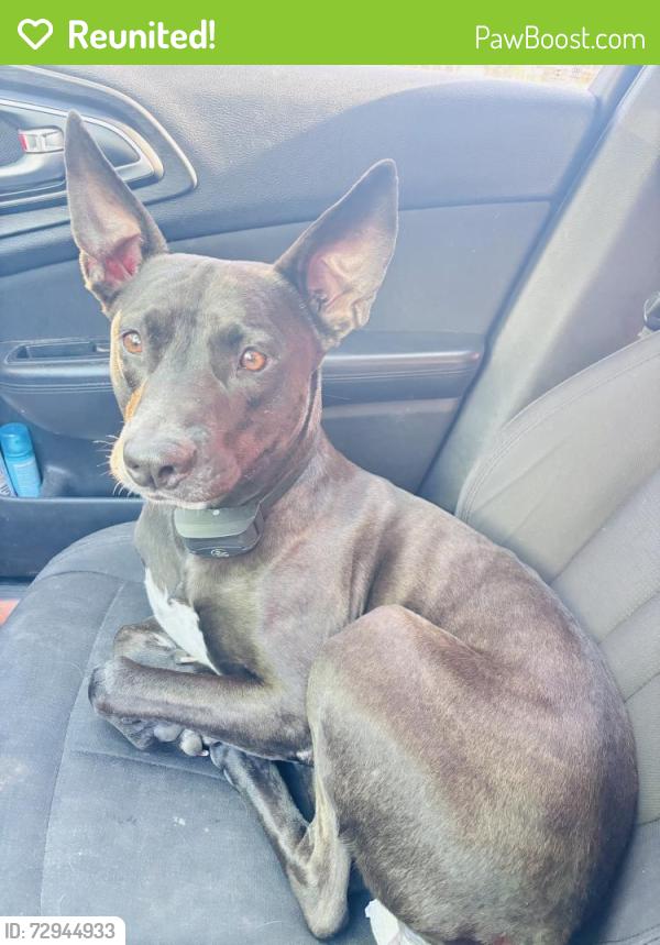 Reunited Male Dog last seen W farmers and bell , Randall County, TX 79119