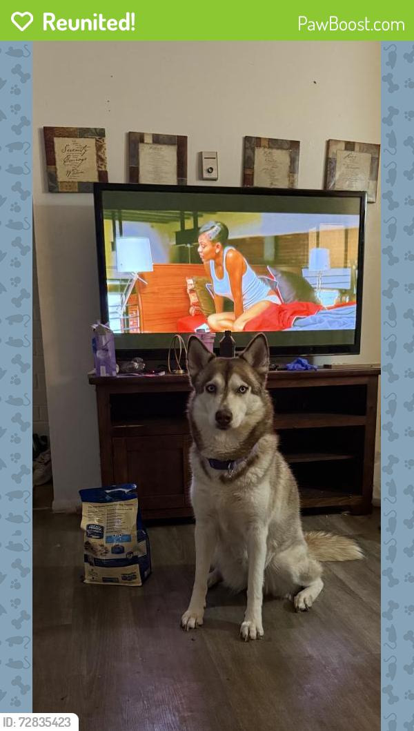 Reunited Female Dog last seen Golf Links and Wilmont , Tucson, AZ 85730