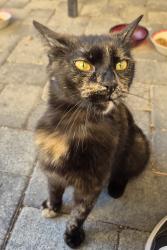 Found/Stray Unknown Cat last seen Lone Mountain Cliff Shadows, Las Vegas, NV 89129