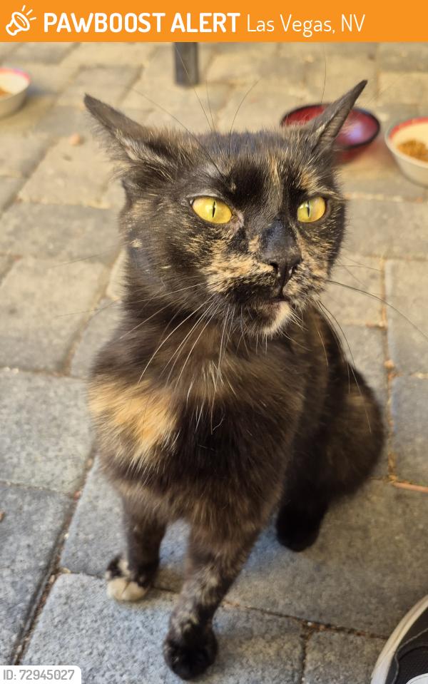 Found/Stray Unknown Cat last seen Lone Mountain Cliff Shadows, Las Vegas, NV 89129