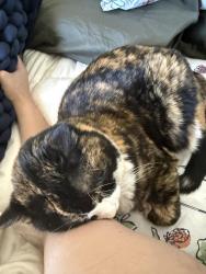 Lost Female Cat last seen G rd and tanhlewood, Silverthorne, CO 80498