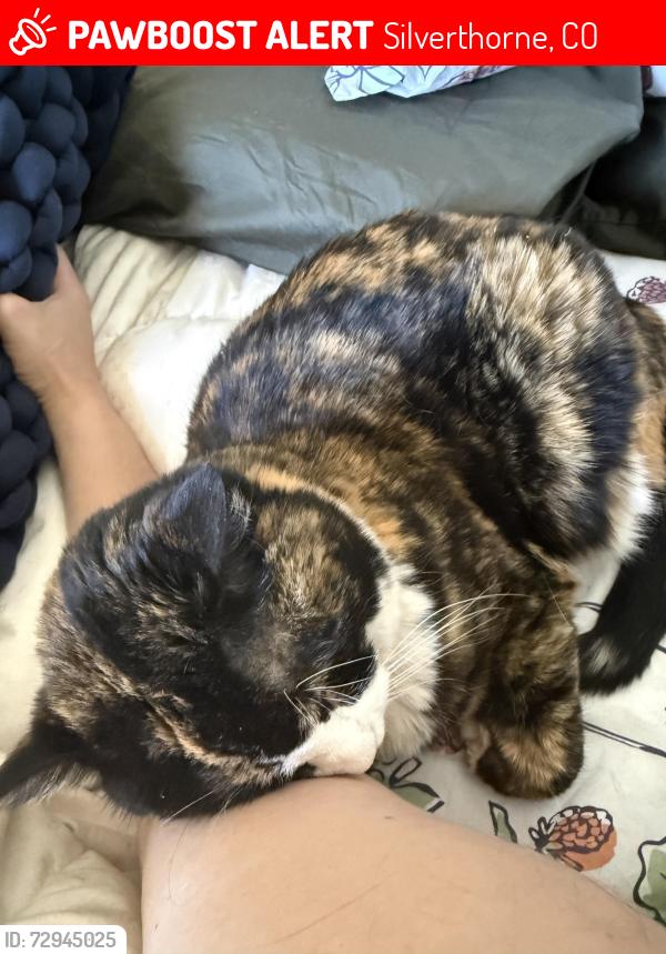 Lost Female Cat last seen G rd and tanhlewood, Silverthorne, CO 80498