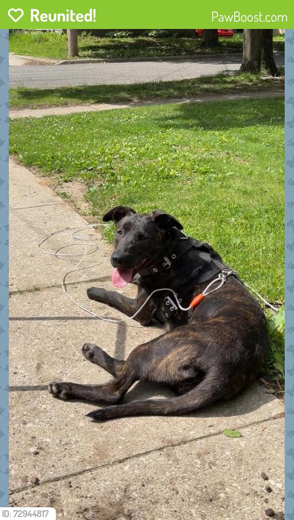Reunited Female Dog last seen Near Adrian College, Adrian, MI 49221
