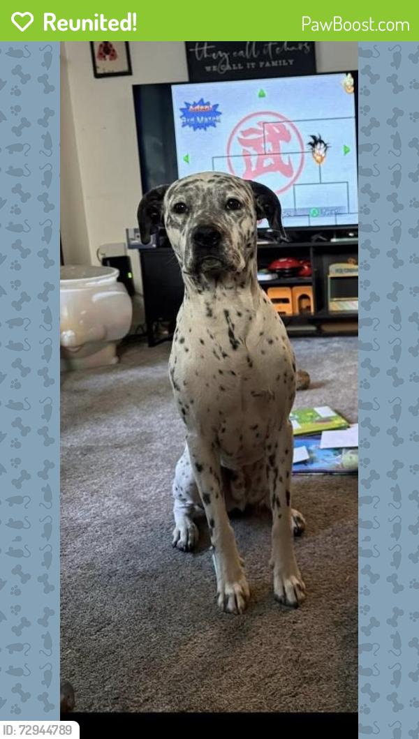 Reunited Male Dog last seen Near Adrian College, Adrian, MI 49221