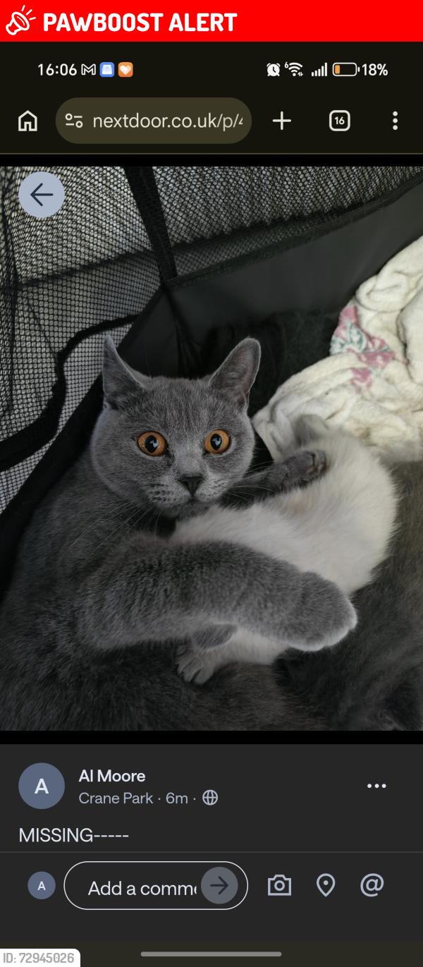 Lost Female Cat last seen Crane park, Greater London, England TW13