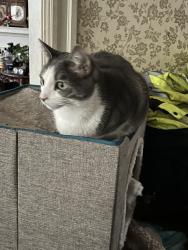 Reunited Male Cat last seen 17th and Monroe st NW, Washington, DC 20010